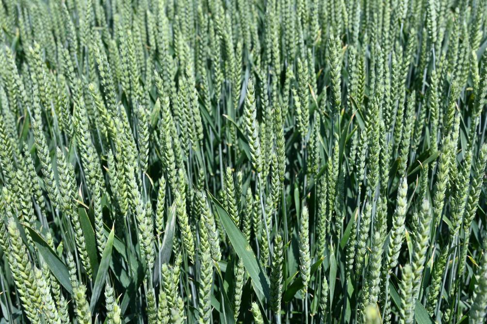 Depuis deux ou trois ans, suite à une demande grandissante de la Région wallonne, des essais en agriculture  biologique ont été intégrés aux programmes de recherche. Ceux-ci représentent un pourcentage  du budget dont la part augmente chaque année.