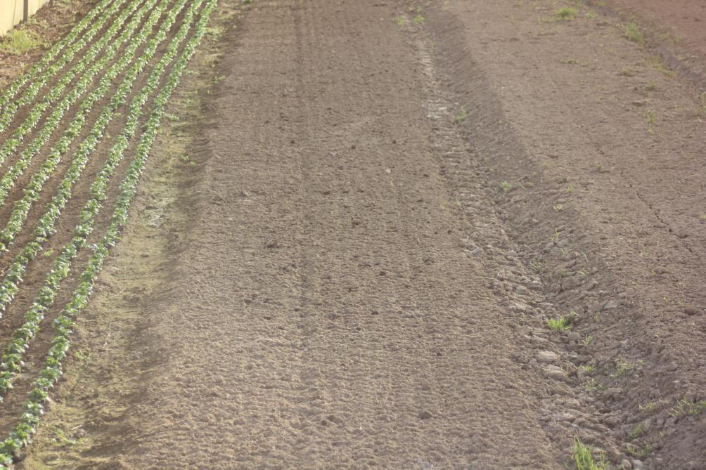 La terre est préparée finement pour faciliter les semis,  la reprise en cas de plantation, les binages et la récolte.