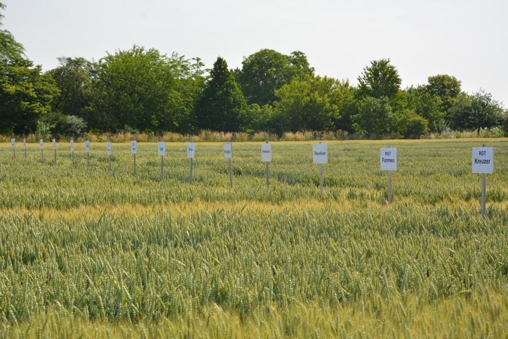 Près de 60 variétés de froment sont passées entre  les mains du Carah cette année, dont 19 nouveautés.
