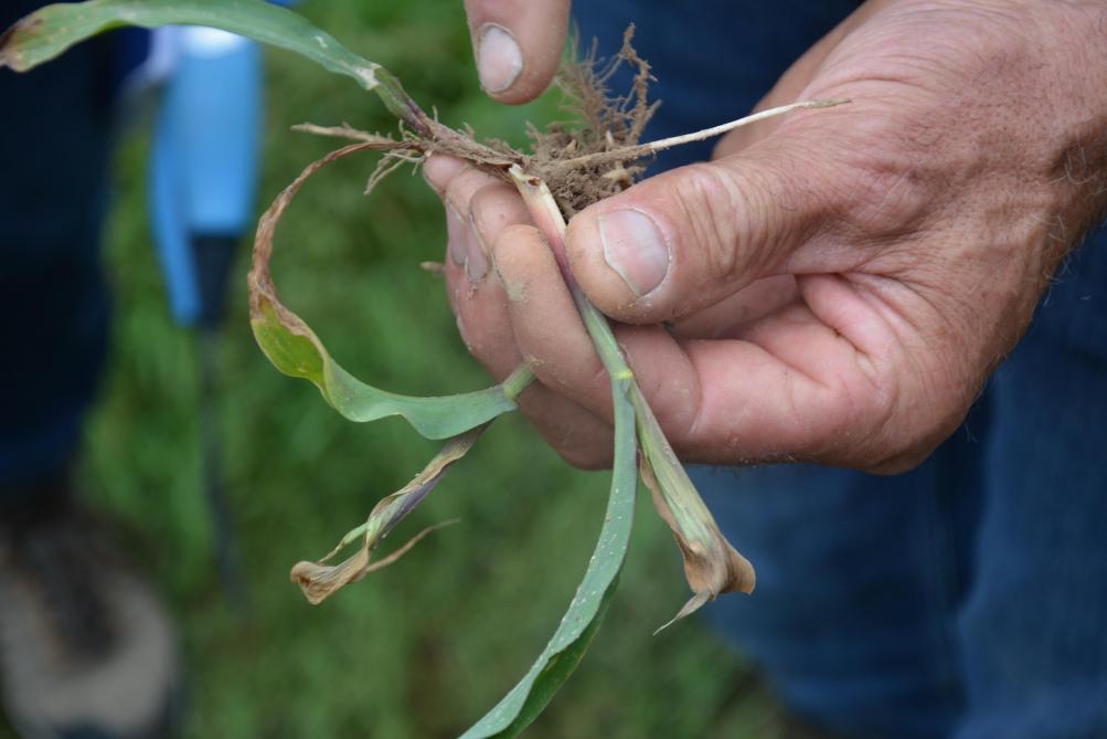 En maïs, Syngenta dispose dans sa gamme de plusieurs produits permettant de lutter  contre les taupins. A appliquer au semis, avec un diffuseur !
