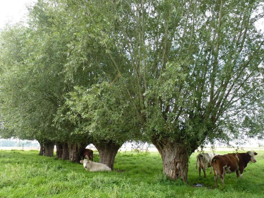 Abri à la fois contre le vent, le soleil et la pluie, les têtards contribuent au bien-être des cheptels.