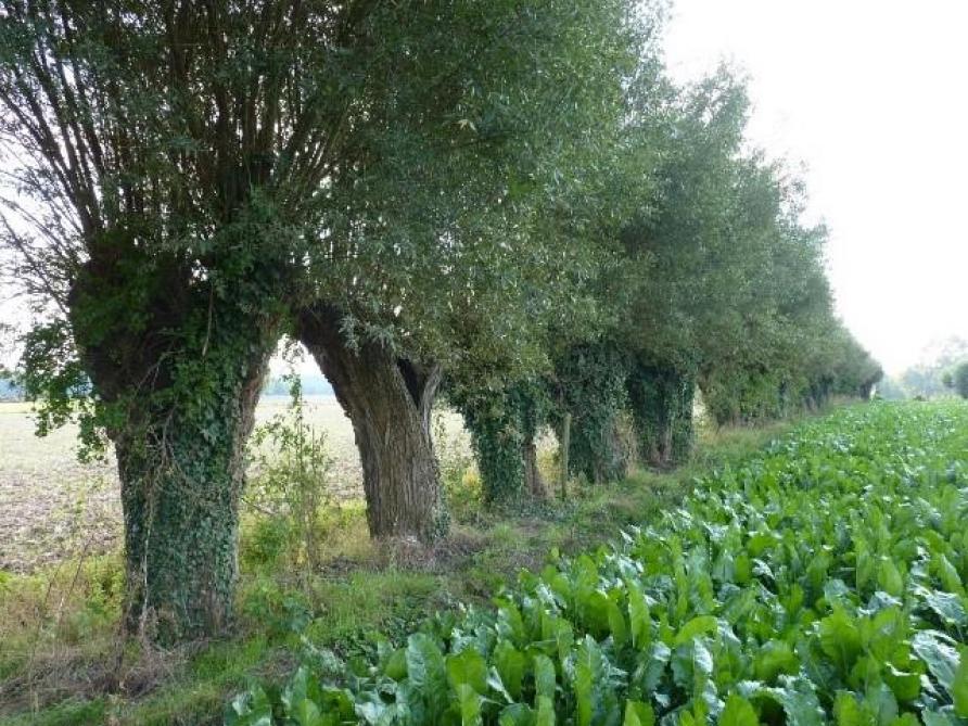 En bordure de champ, les racines des arbres têtards décompactent le sol et favorisent l’infiltration de l’eau.