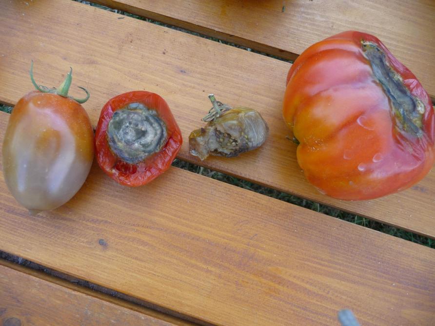 La nécrose apicale est liée à un manque de calcium dans les cellules du fruit.  L