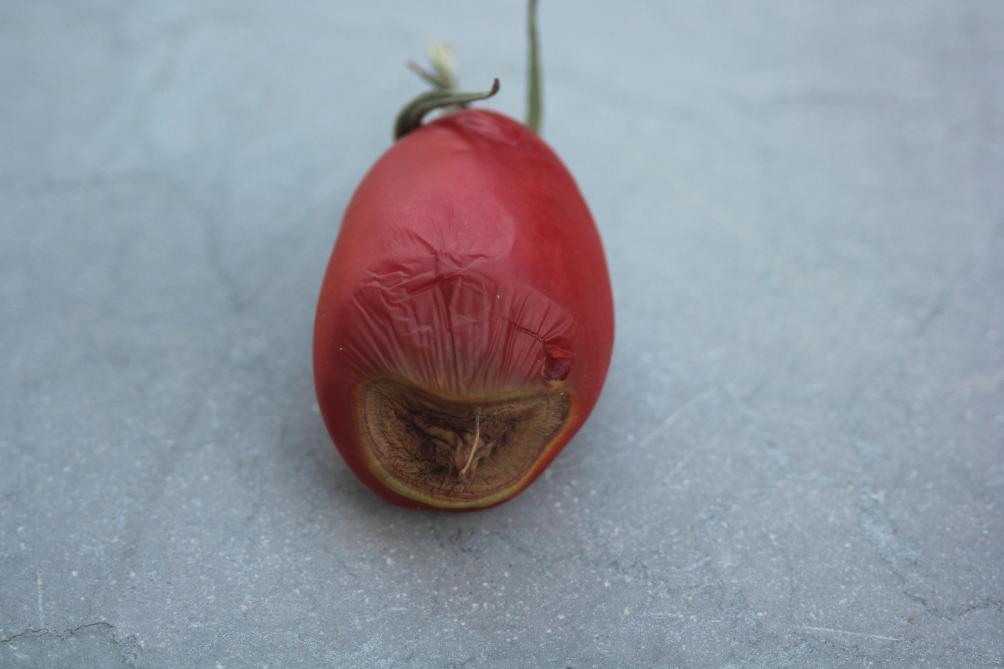 Pour la nécrose apicale, près plusieurs semaines,  la partie endommagée du fruit peut être colonisée  par des champignons opportunistes.