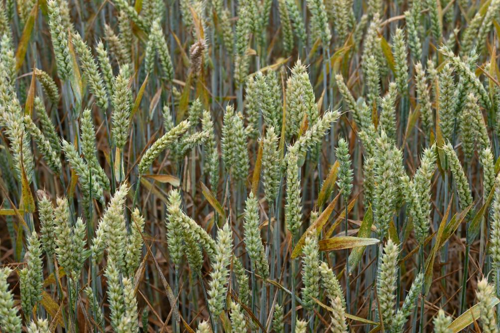 En rouille brune, l’association de deux triazoles ou d’une triazole et une strobilurine donne de bons résultats.