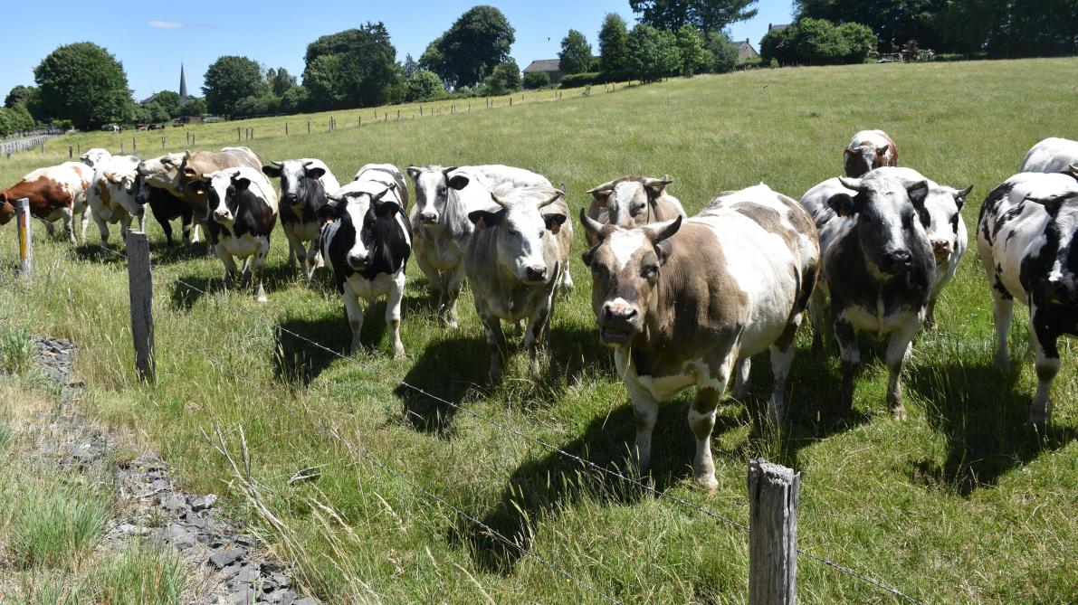 Après le beurre,  le yaourt ou encore la glace artisanale, le steak Blanc Bleu et le fromage de chèvre ont été à l’honneur cette année.