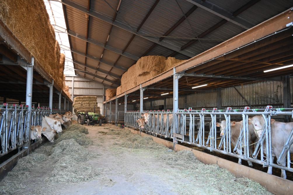 Avec ses 120 vaches et veaux et ses 60 vêlages par an, Henry-Jean construit en 2020 une nouvelle étable à la place d’anciennes installations adaptées pour des Blanc Bleu Mixtes.