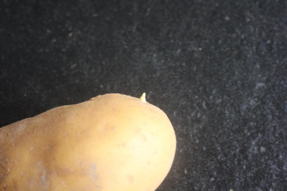 En enlevant les petits germes par simple frottement, nous prolongeons le maintien de la qualité de nos pommes de terre. Nous pouvons renouveler l
