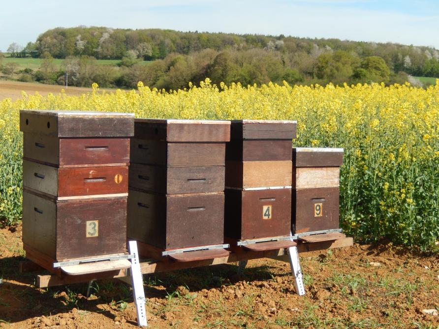 La floraison est une période clé pour la culture. Les variétés présentent différents types de précocité à la floraison, de quoi faire le bonheur des abeilles, ainsi qu’à la maturité. Certaines années sont plus favorables aux variétés tardives qu’aux précoces, en fonction des conditions météo qui restent impossibles à prévoir lors du semis.