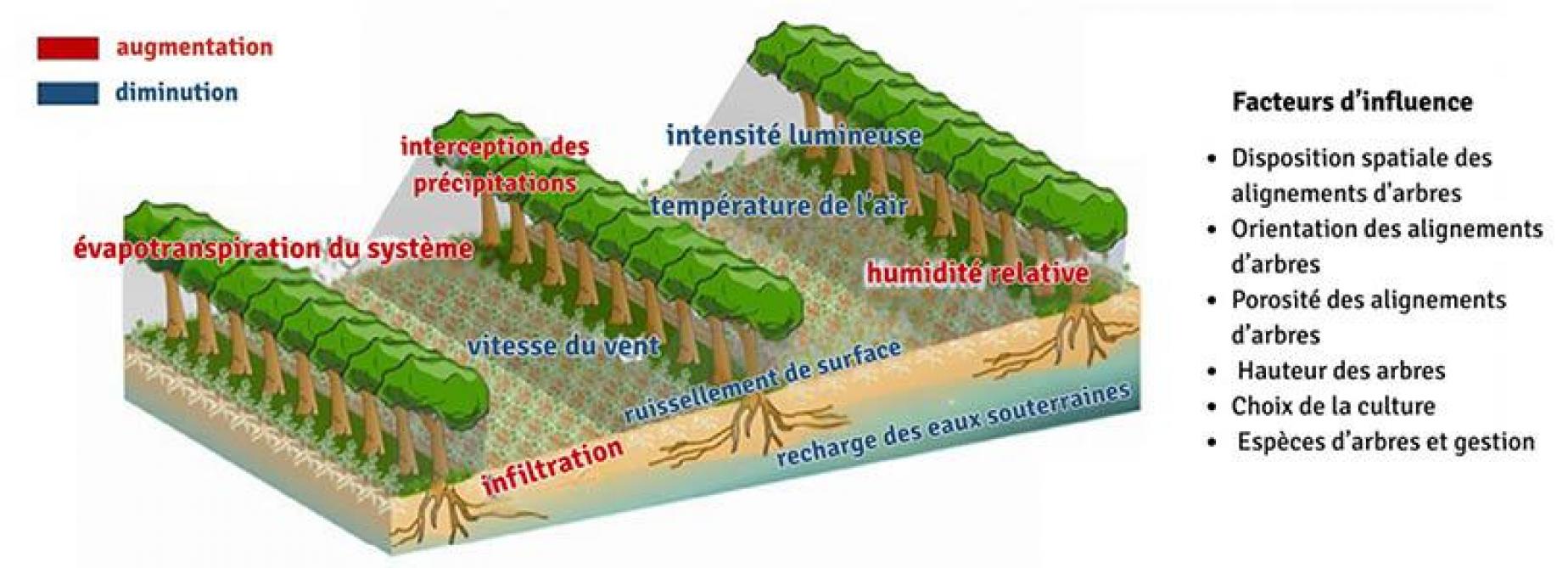 Figure 1: variation des paramètres en système agroforestier par rapport à une culture sans arbre (source: Suzanne R. Jacobs et al. (2022)).