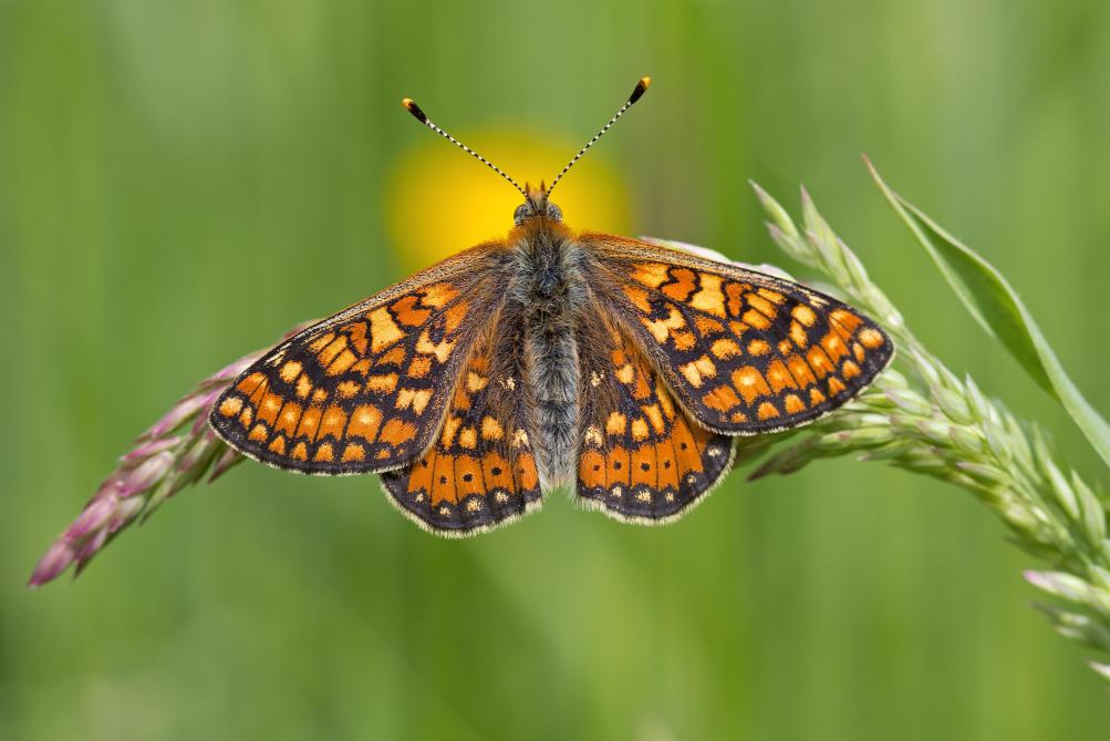 En Wallonie, le Damier de la succise (Euphydryas aurinia)  ne s’observe plus que sur un site isolé, en Famenne.