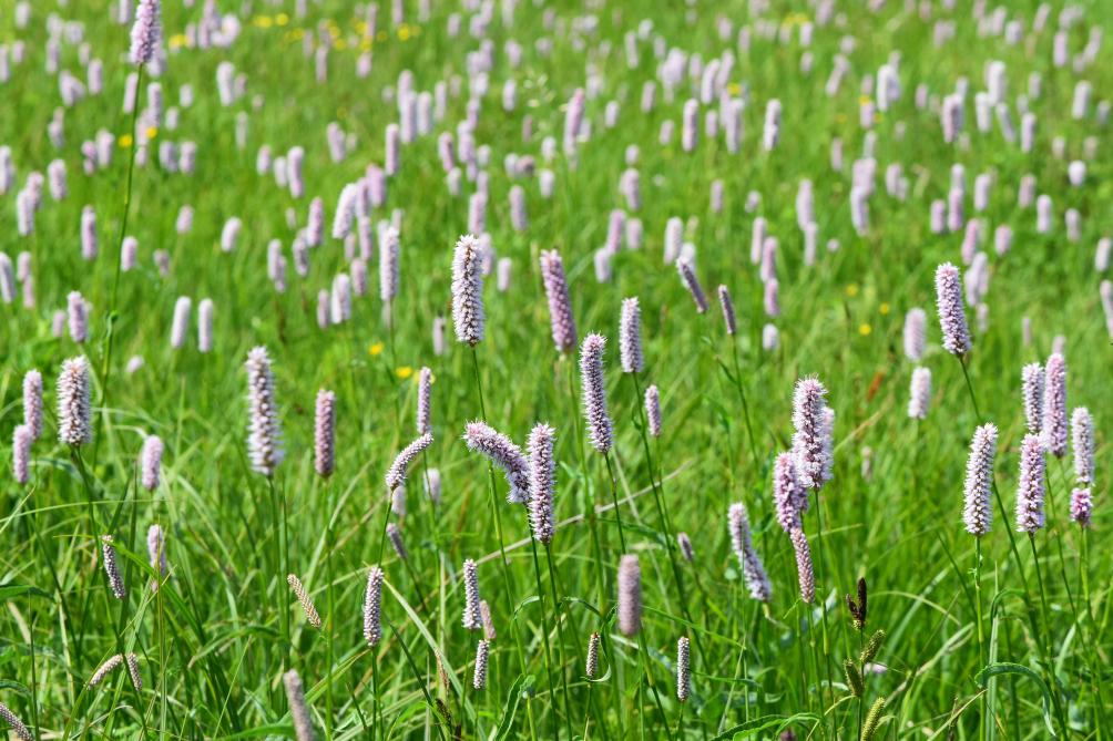 Le Cuivré de la bistorte dépend de la Renouée bistorte (Polygonum bistorta),  seule espèce sur laquelle se développent les chenilles.