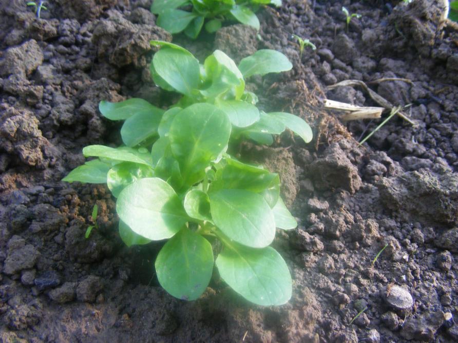 Des rosettes compactes de feuilles de couleur vert vif et sans jaunissement à la base seront récoltées aisément.
