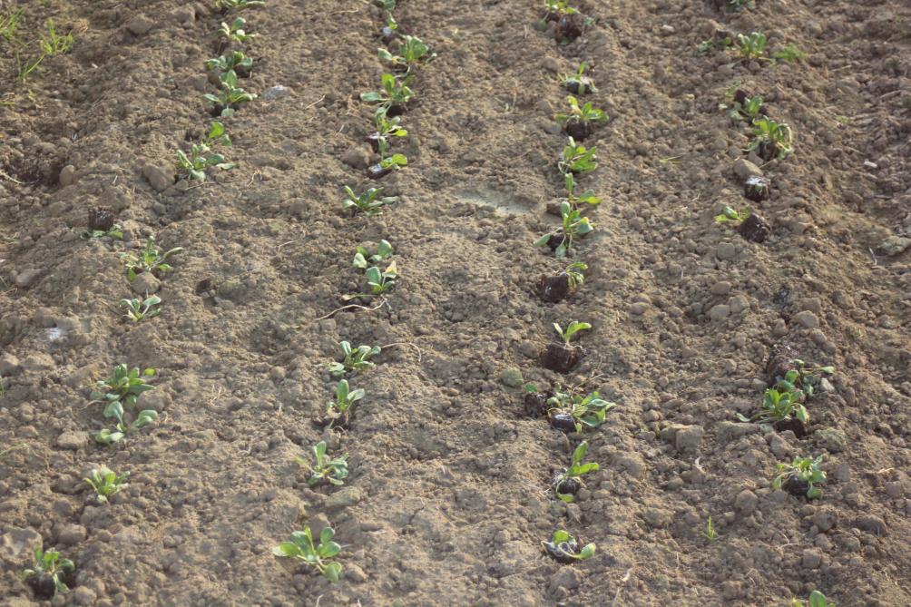Planter au lieu de semer en place : une possibilité de meilleure occupation du sol, en particulier  pour les petits jardins en bacs.