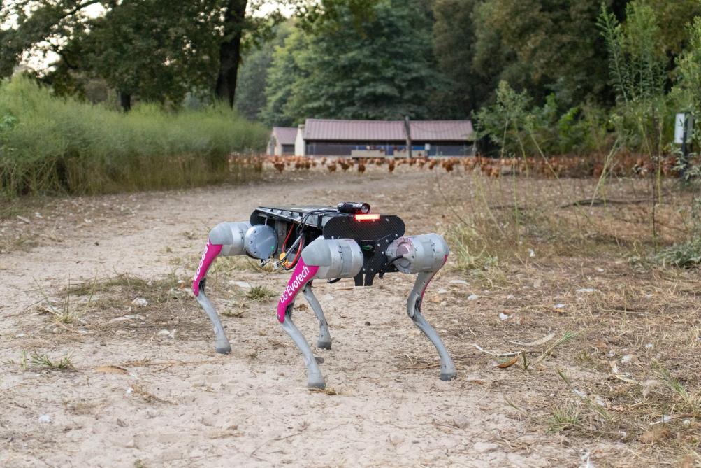 Un chien robot piloté par l’IA pour rentrer les volailles.