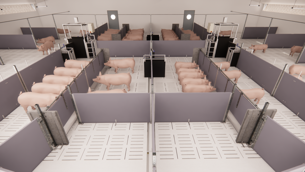 OptiSORT Feeding est un concept d’alimentation pour l’engraissement des porcsen grands groupes.