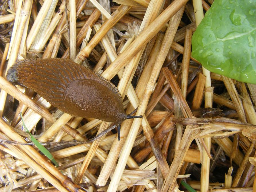 Sous la protection permanente du paillage, les  limaces et  escargots trouvent des conditions idéales pour leur multiplication.  Ils y sont aussi protégés  des oiseaux  prédateurs.