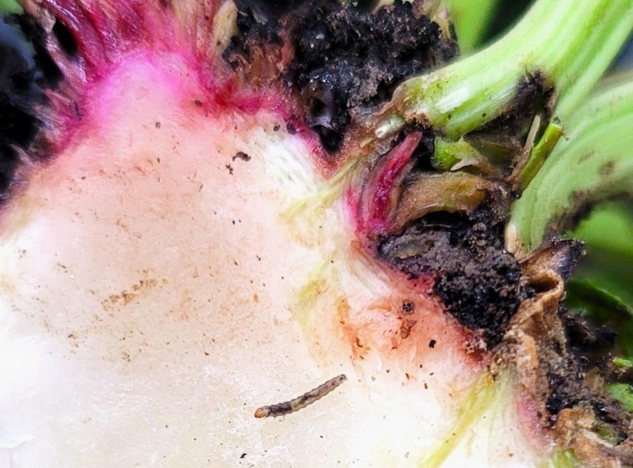 Cette larve,  qui cherche son chemin après être sortie d’un pétiole, n’a pas encore creusé de galeries profondes dans la racine, mais elle a encore plusieurs stades de croissance à traverser, au cours desquels elle provoquera encore des dégâts.