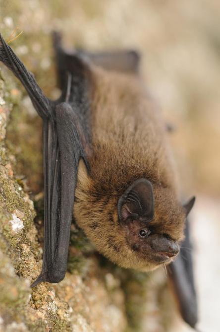 La pipistrelle.