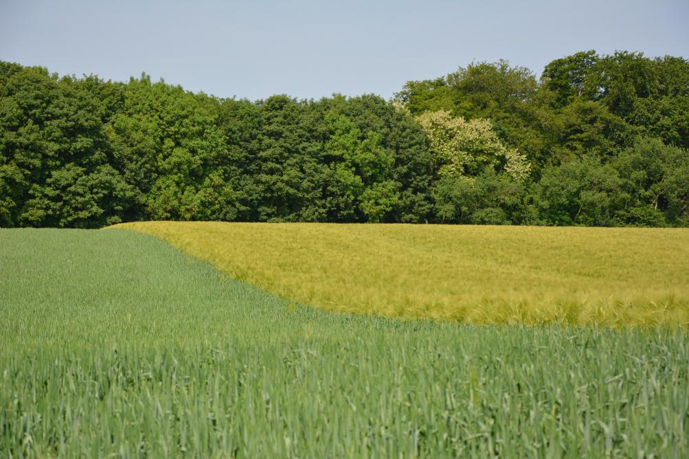 Tant la Flandre que la Wallonie ont vu les surfaces dédiées aux céréales grimper, parfois même fortement.