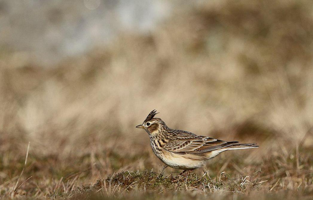 Le Plan d’action « Oiseaux des champs » bénéficie à tout un cortège d’oiseaux des plaines agricoles,  dont l’alouette des champs (Alauda arvensis).