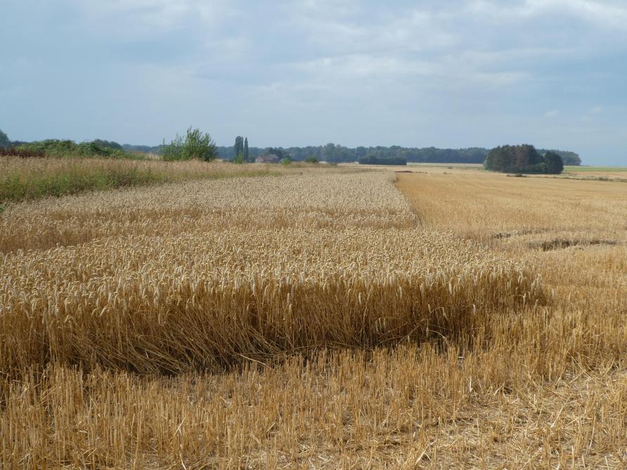 La MB 12 « céréales sur pied » incite à laisser des parcelles de céréales sur pied jusque fin février afin de mettre,  en hiver, de la nourriture à disposition des espèces les plus menacées d’oiseaux hivernants et de passage.
