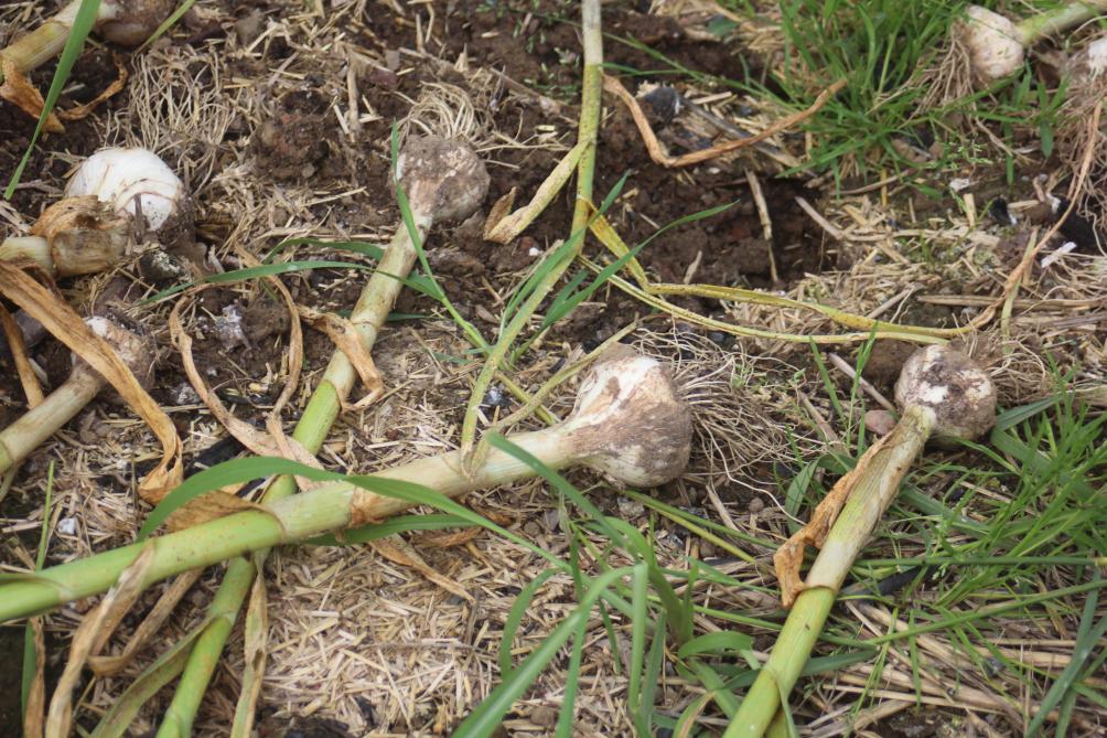 Un sol compacté, envahi de  «mauvaises herbes»  ou gorgé d