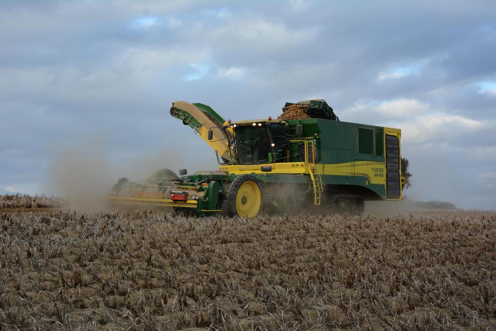 Les producteurs de pommes de terre doivent déclarer un bénéfice supplémentaire de 750 euros par hectare pour leur superficie de pommes de terre supérieure à 5 ha en raison du prix plus élevé de celles-ci observé en 2024.