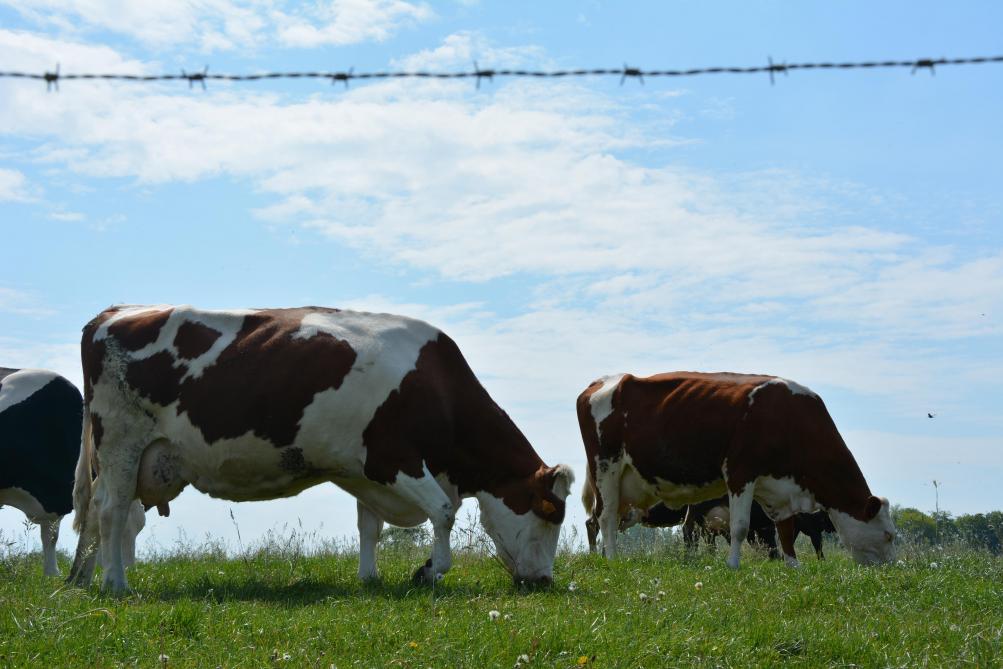 Les éleveurs laitiers ont connu une bonne année 2024 grâce, entre autres, à une hausse des prix du lait.  Il en résulte une augmentation du bénéfice semi-brut d’un peu plus de 23 %.