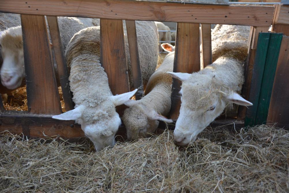 Pour les animaux qui ont été gravement malades de la fièvre catarrhale ovine mais qui n’en sont pas morts,  une déduction pour perte peut être prise en considération pour la dépréciation de l’animal.