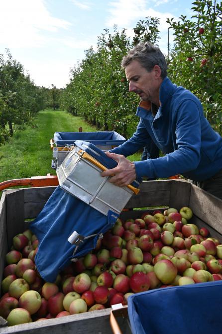 Lors de la cuillette, les pommes sont stockées dans  des palox par l’intermédiaire des petits paniers à fond amovible qui évitent les coups.
