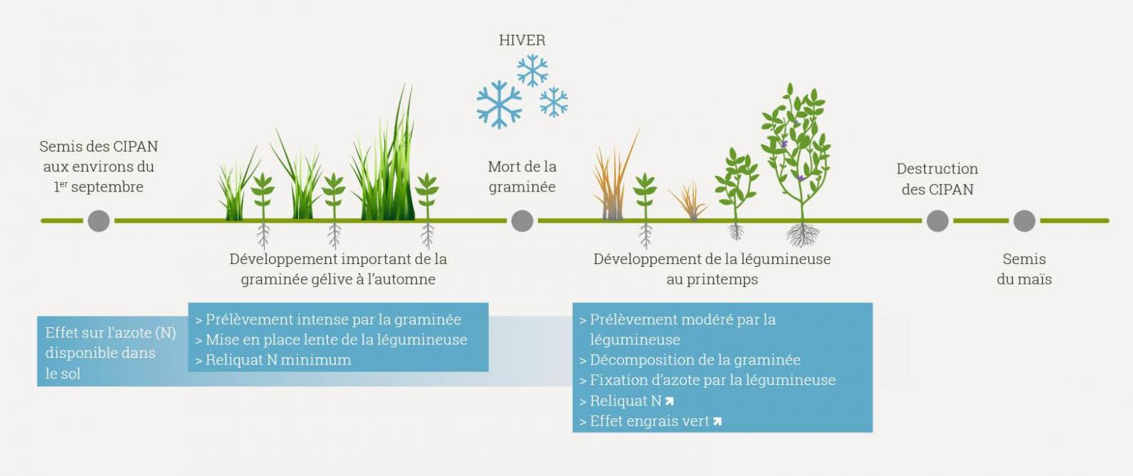 Figure 2: effet conjugué de la graminée et de la légumineuse.