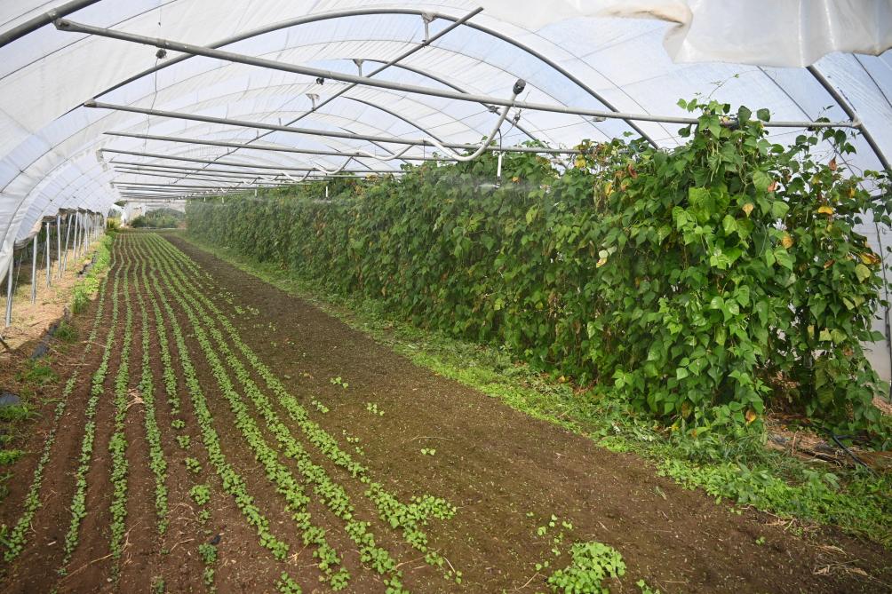 Les années se suivent et ne se ressemblent pas. Cette saison, le système d’irrigation a été bien utile.