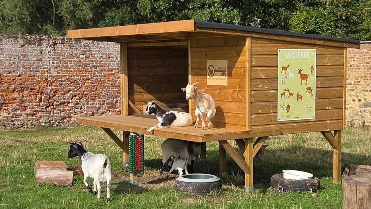 Lapins, chèvres, volailles, poneys… constituent la famille de la ferme pédagogique.
