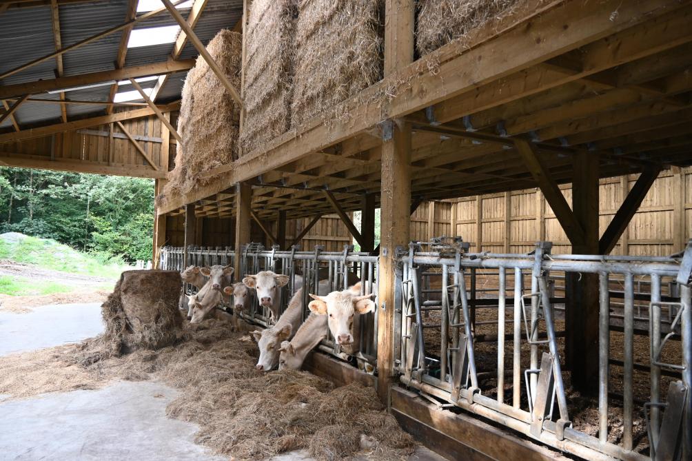 Sur la ferme de Linciaux sont aussi élevées une quarantaine de vaches Charolaises ainsi que 300 poules pondeuses dans un poulailler mobile.
