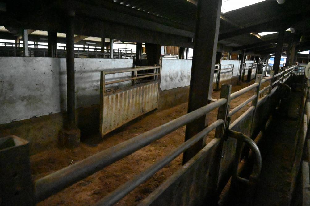 Les bovins passent dès leur déchargement par ce couloir de contention, sont pesés,  puis sont triés en fonction de leur poids, de leur âge, de leur sexe et de leur race.