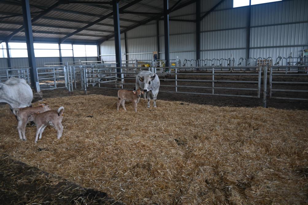 C’est seulement vers quatre mois que les veauxarboreront leur robe grise, caractéristique de la race.