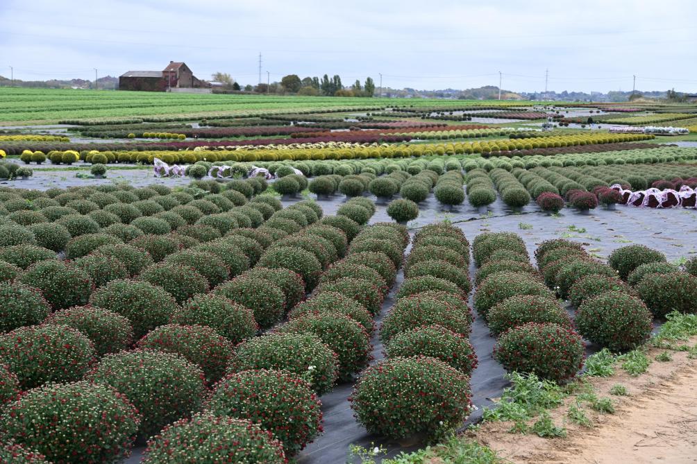 Cette année, la culture de chrysanthèmes s’étend sur 3,6 ha au champ et sur environ 40 ares dans les serres.  Cela équivaut à un peu plus de 50.000 chrysanthèmes et 54 variétés.