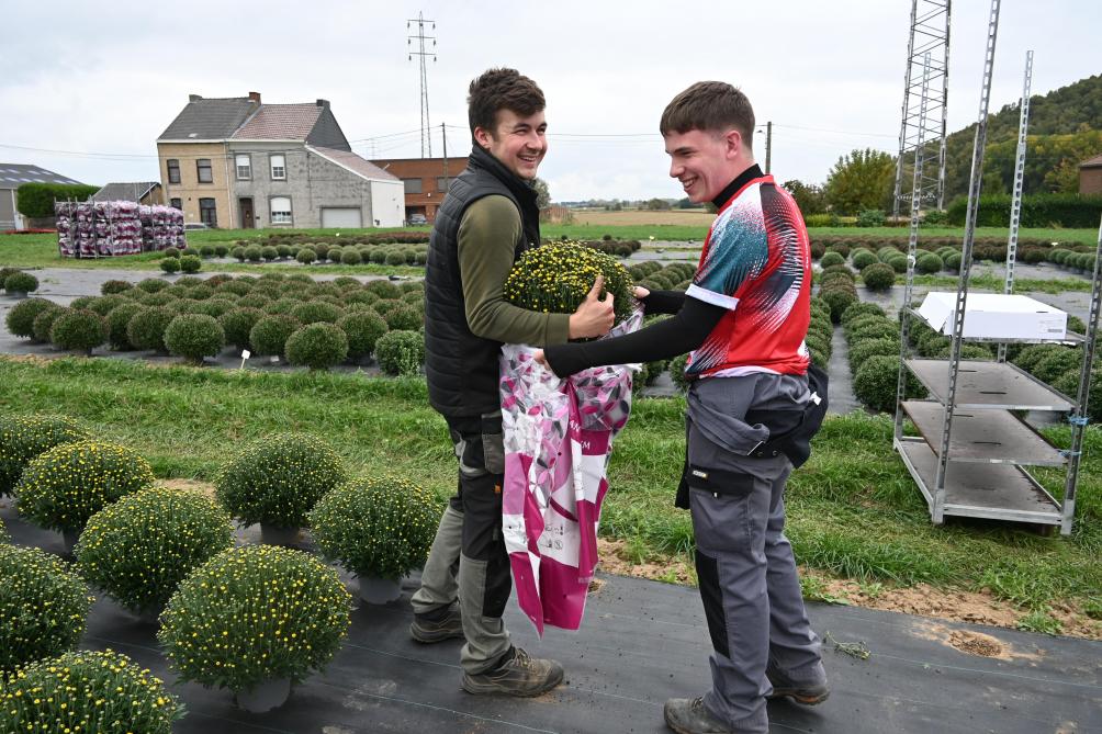 À partir du 5 ou 6 octobre et avant la floraison, les premiers chrysanthèmes sont récoltés et conditionnés.