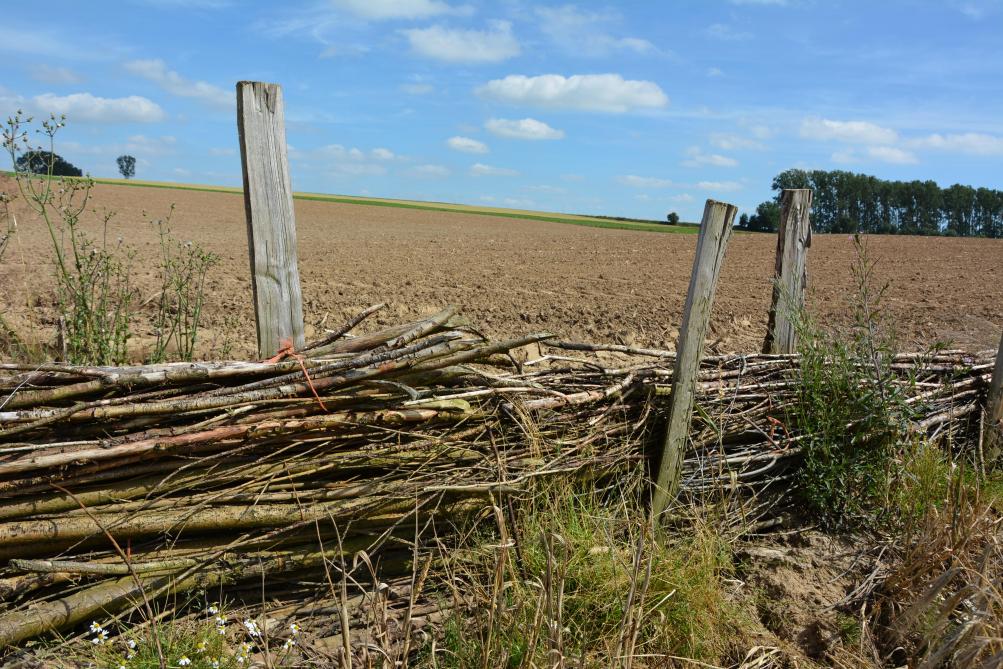 Les fascines sont relativement simples à mettre en place et permettent de filtrer l’eau en retenant  la boue.