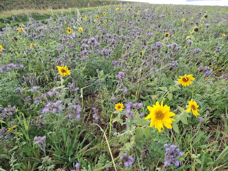 Certaines pratiques requiert une gestion sans faille des couverts végétaux. Il conviendra de s’en souvenir le moment venu.