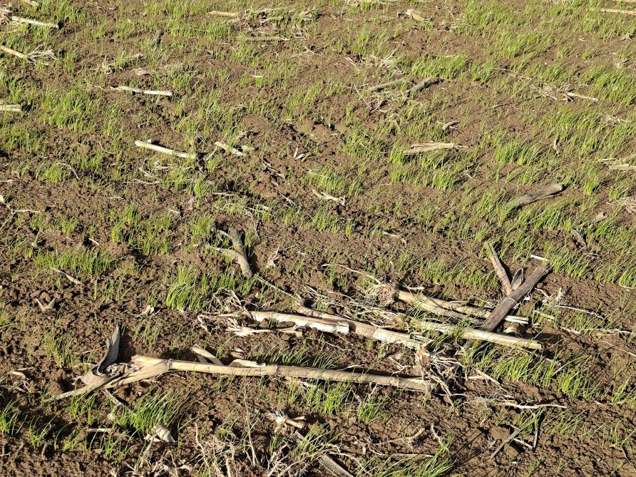L’adoption de techniques culturales simplifiées  augmente la perméabilité du sol et la rétention  de l’eau, avec une influence positive certaine  sur les cultures en période de sécheresse.