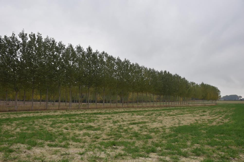 L’agroforesterie populicole ne change pas seulement la terre : elle transforme aussi le regard.