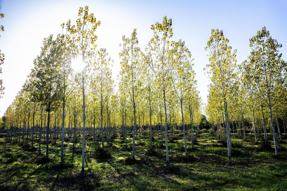 Les rangées d’arbres créent des couloirs écologiques où s’épanouit une biodiversité autrefois chassée par la mécanisation.