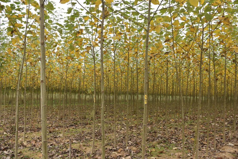 A deux pas de sa maison, dans ce coin de campagne hennuyère entre Mons et Soignies, s’étendent 12ha de peupliers : le fruit d’une vie de travail et d’un pari singulier. Celui d’un agriculteur devenu pépiniériste.