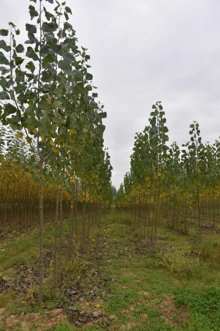 Dans 20 ans, certains arbres deviendront des planches, d’autres des cageots ou des charpentes.