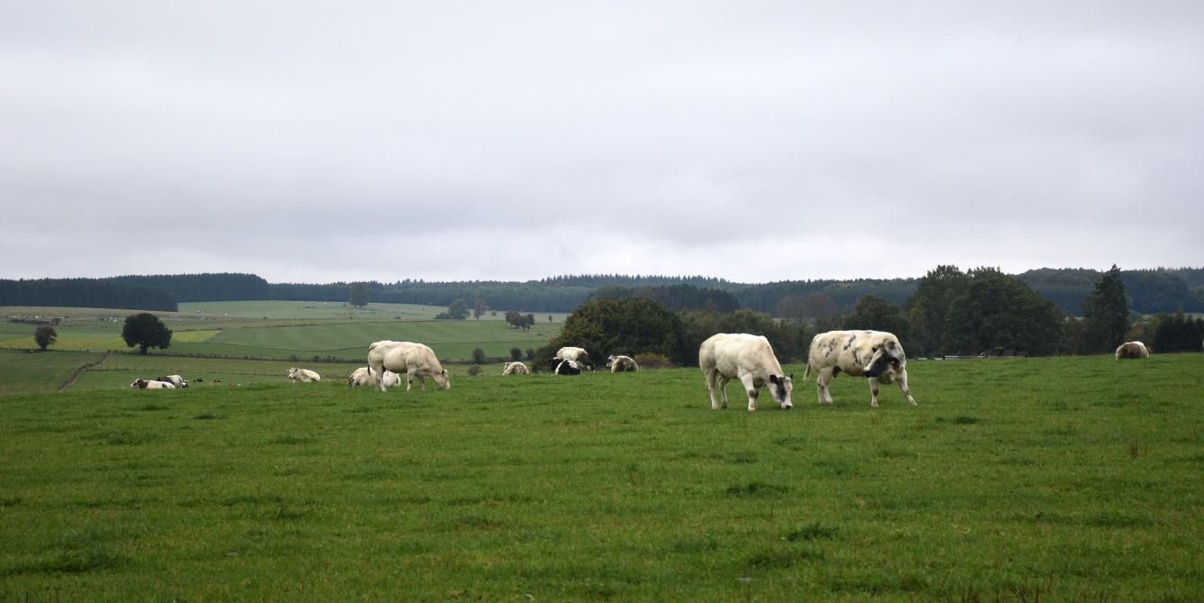 Selon l’Observatoire du foncier wallon, la valeur moyenne des terres a bondi de 44 % entre 2017 et 2023.