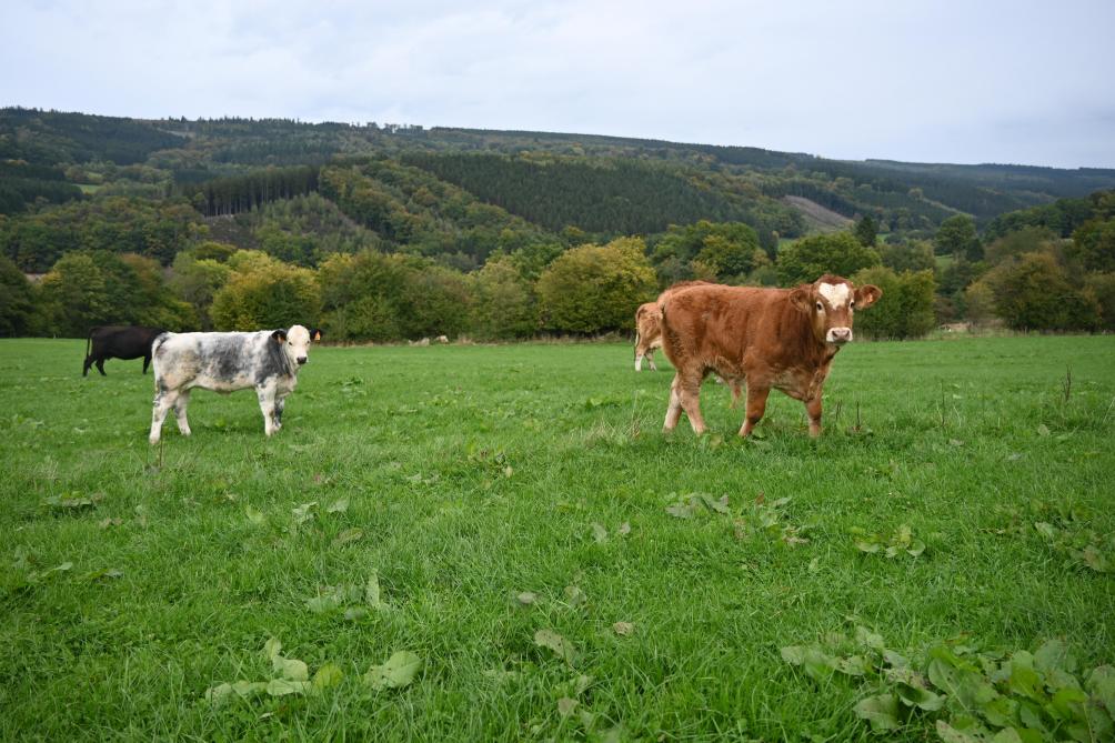 L’éleveur réalise différents croisements pour les veaux issus de son troupeau.