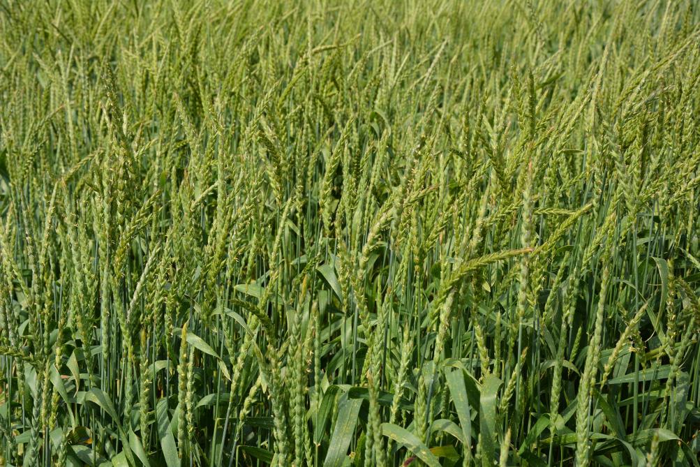 En épeautre, la sélection variétale conduite par le Cra-w a déjà permis de mettre plusieurs variétés à disposition des agriculteurs ces dernières années.