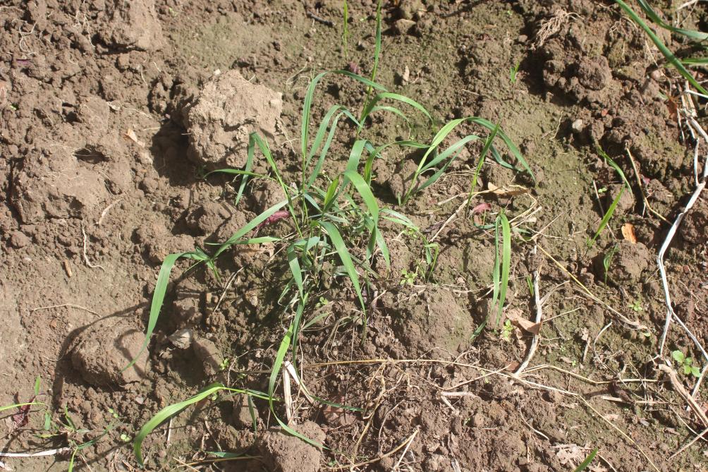Puissants et pointus , les rhizomes du chiendent sont capables de traverser un obstacle comme un tubercule ou la racine d’une autre plante.